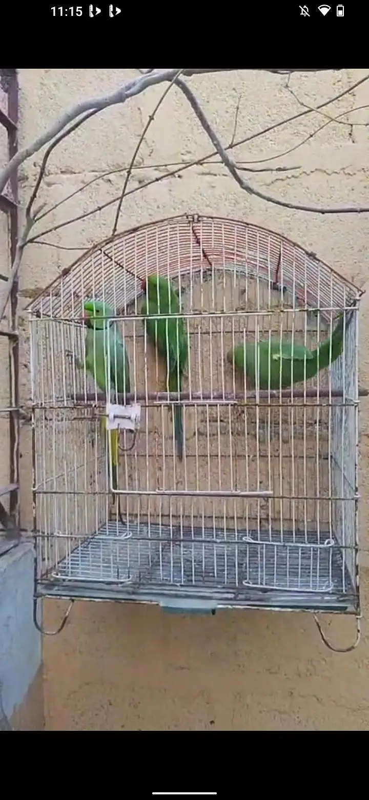 3 piece ringack and 15 piece budgie and 3 piece fawn java — photo 2