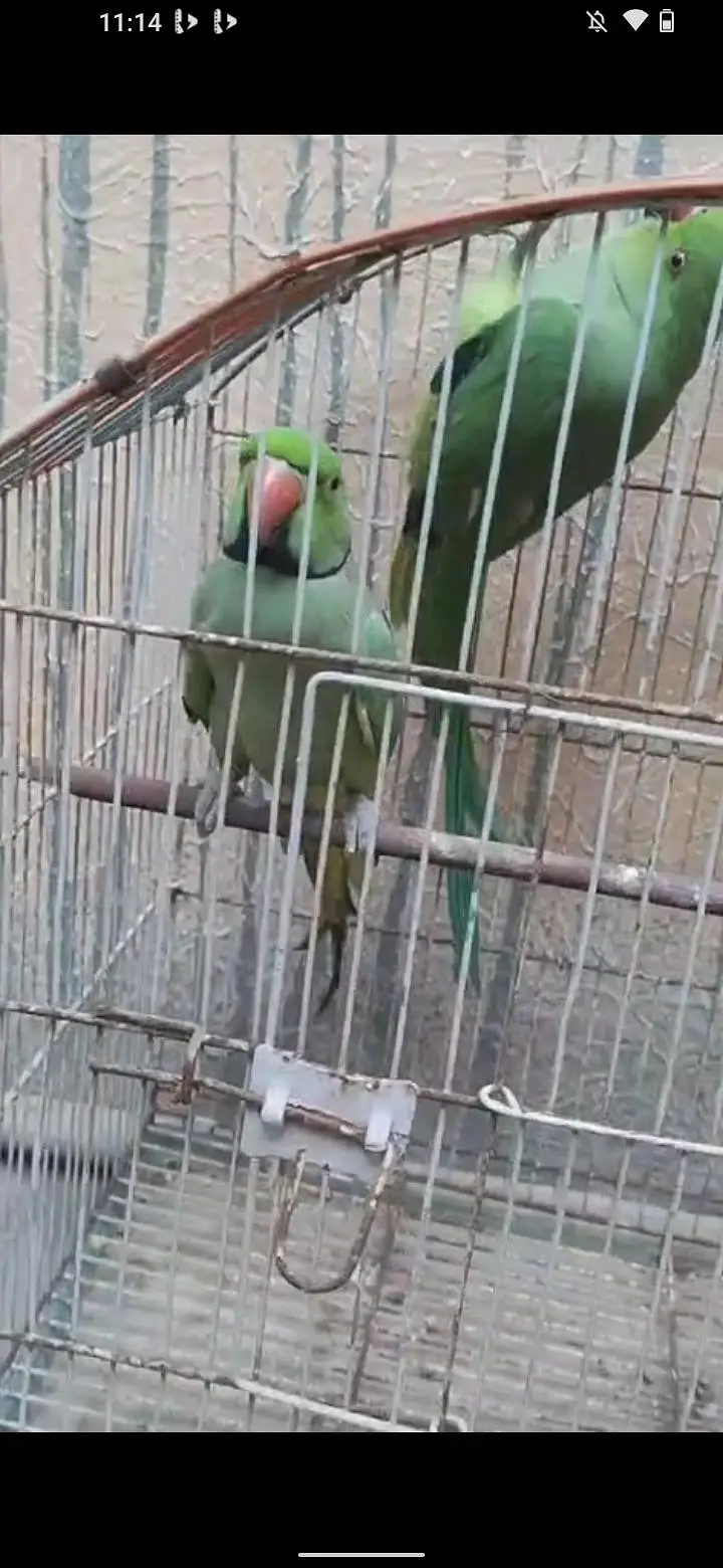 3 piece ringack and 15 piece budgie and 3 piece fawn java — photo 3