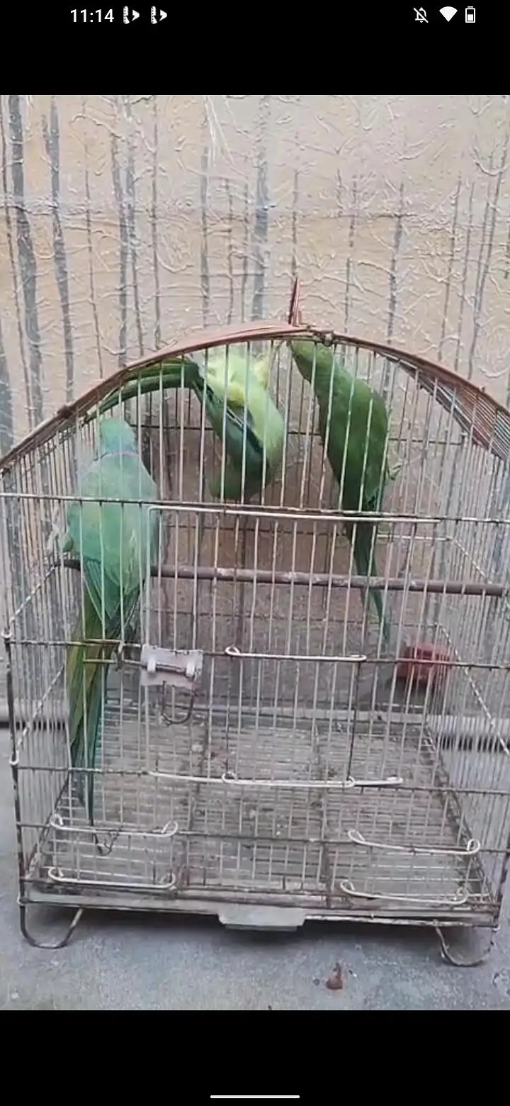 3 piece ringack and 15 piece budgie and 3 piece fawn java — photo 4
