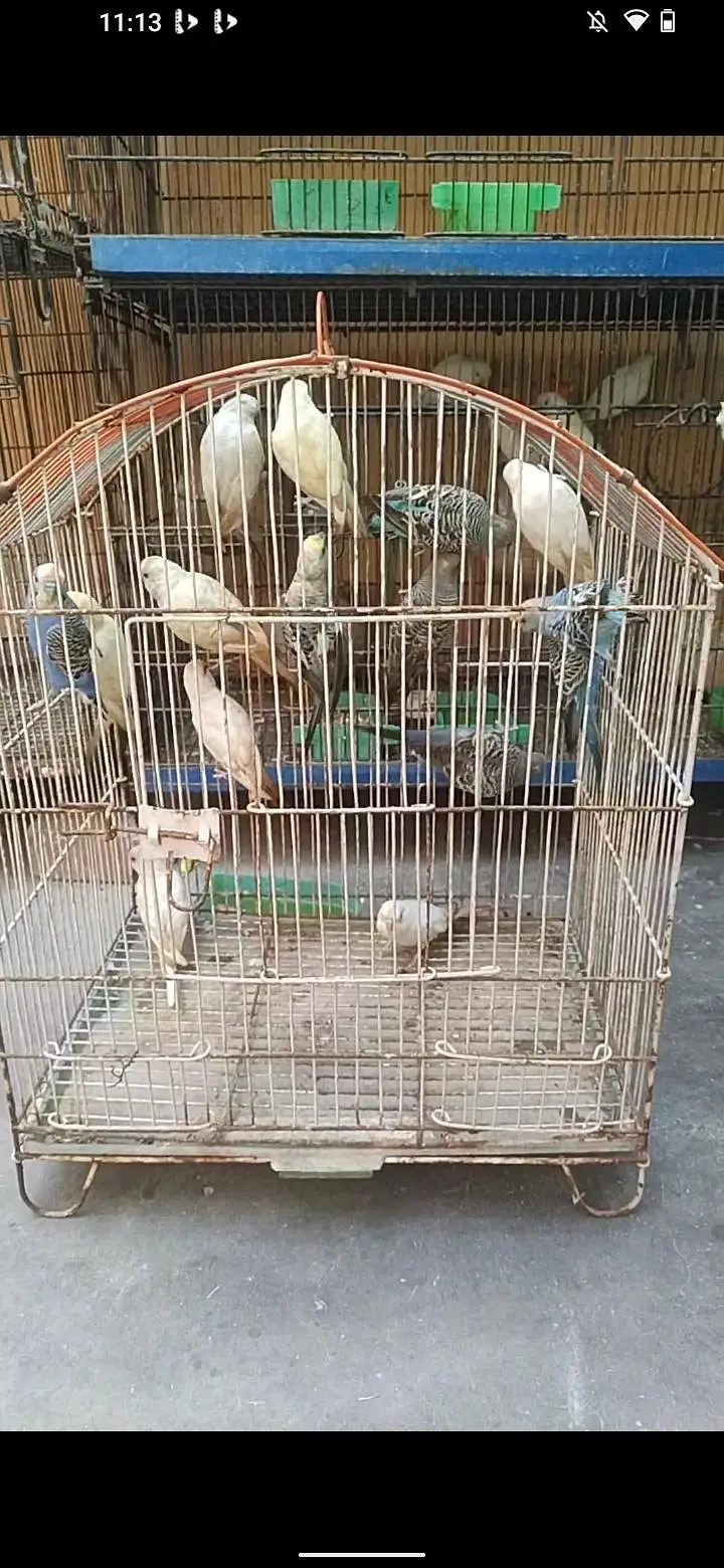 3 piece ringack and 15 piece budgie and 3 piece fawn java — photo 5
