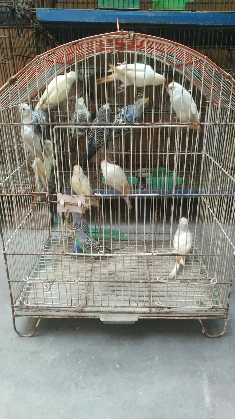 3 piece ringack and 15 piece budgie and 3 piece fawn java — photo 6