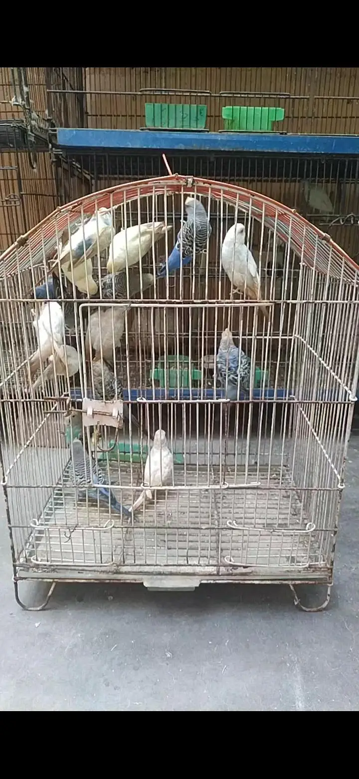 3 piece ringack and 15 piece budgie and 3 piece fawn java — photo 7