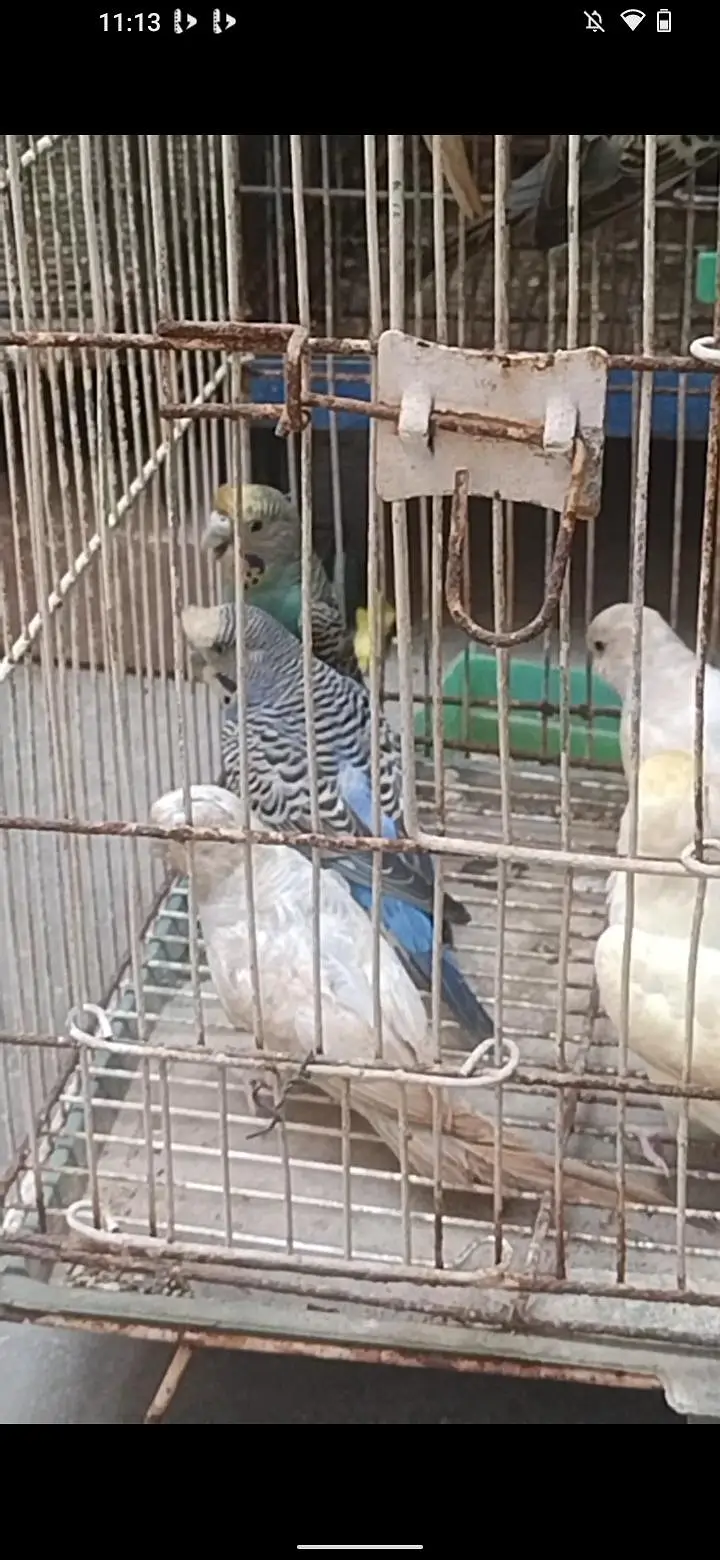 3 piece ringack and 15 piece budgie and 3 piece fawn java — photo 8