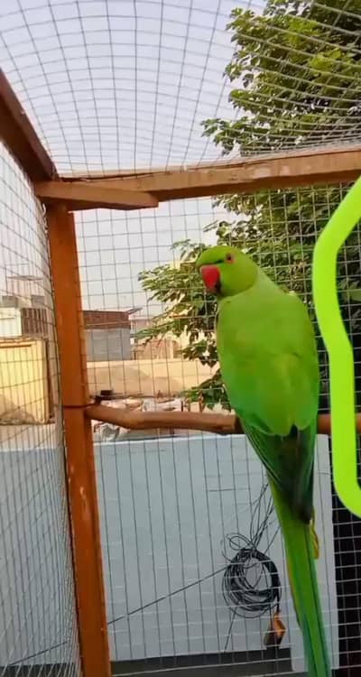 2 parrots with cage only 15000 two parrots to parrots