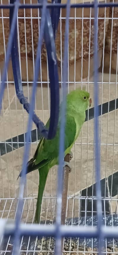 beautiful 8 month parrot