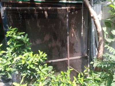 Iron cage for sale
