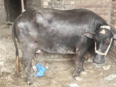 meeni buffalo and cow