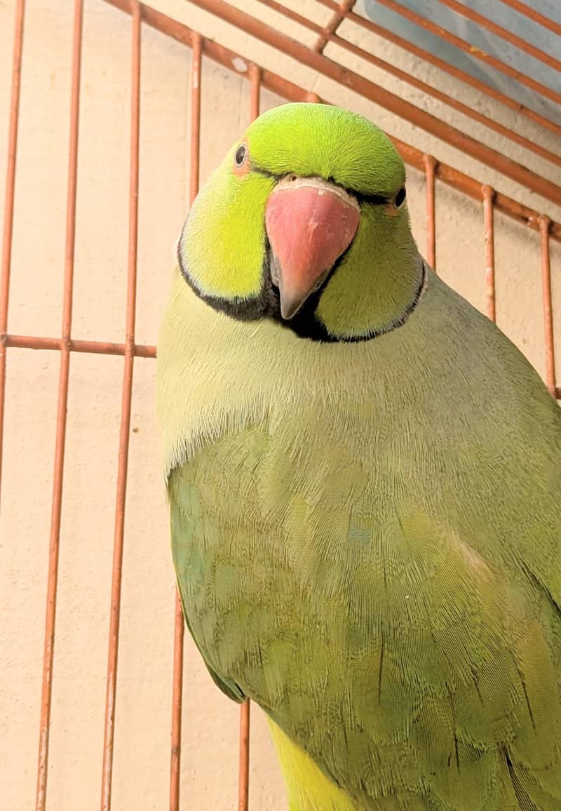 ringneck 0
