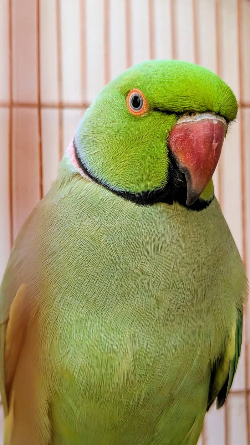 ringneck 1