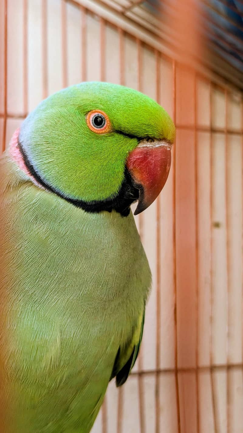 ringneck 2