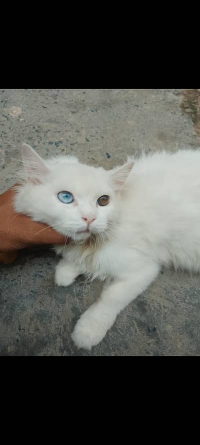 Persian cat