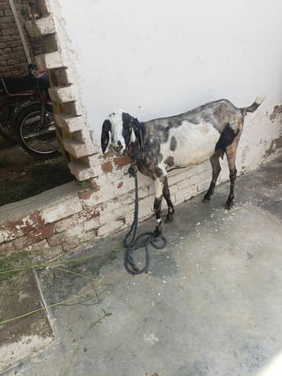 Goat For Sale