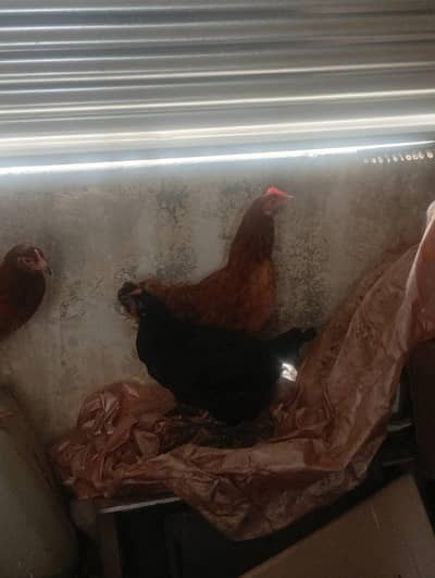 4 Golden Misri Murghian For Sale