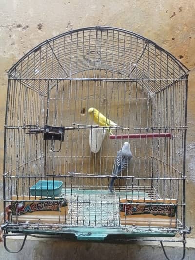 Australian  1 Pair