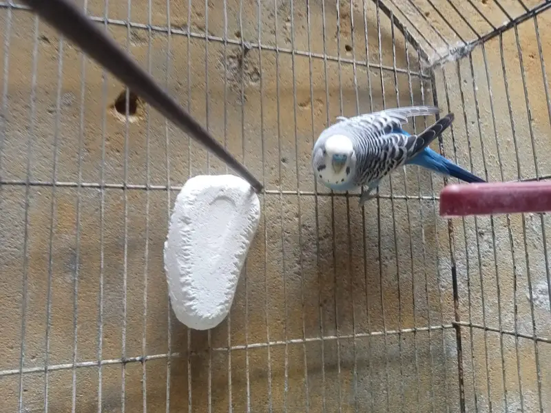 Australian  1 Pair — photo 3