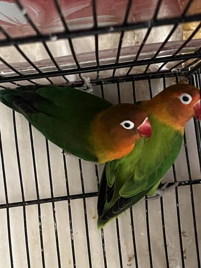 Green Fisher love Birds