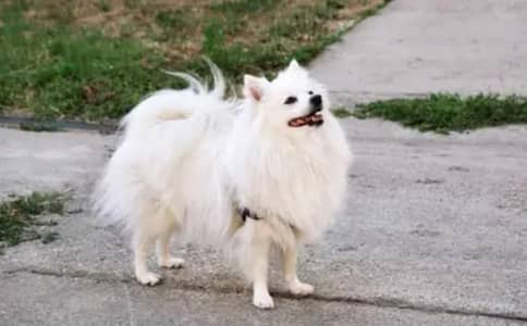 pomeranion and Russian mix