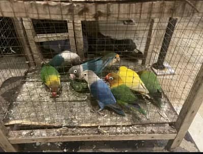 Love birds for sale