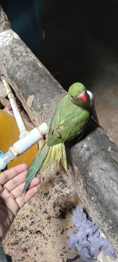 Beautiful Parrot for Sale
