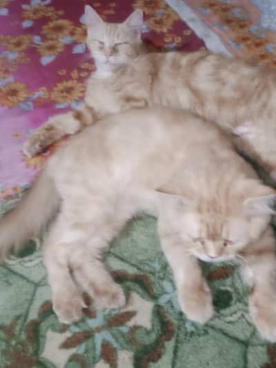 Cat pair
