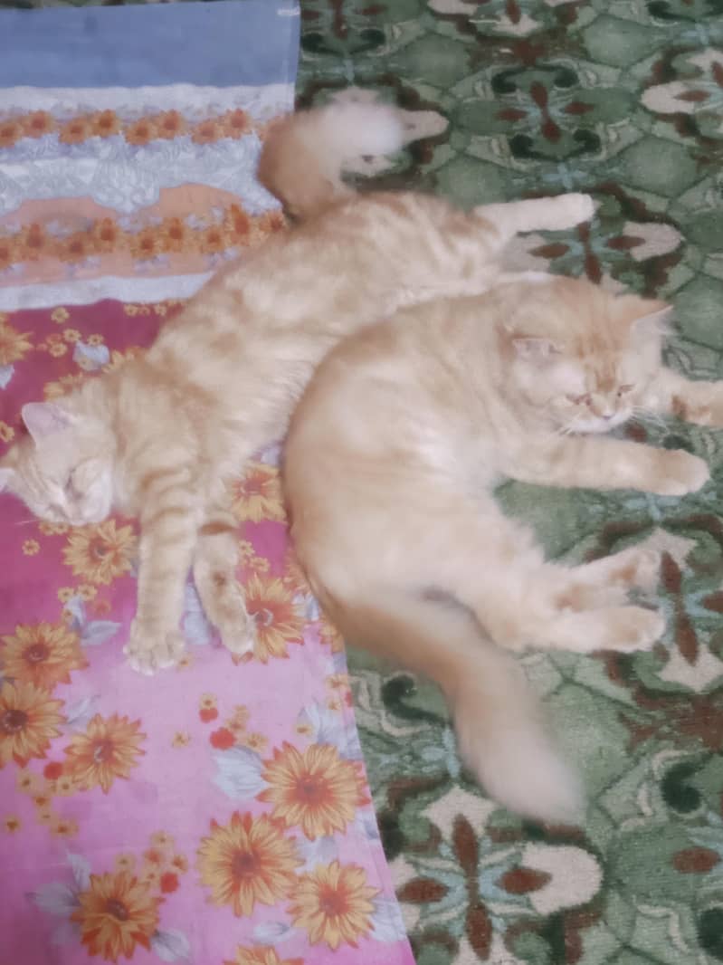 Cat pair 1