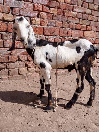 Dogla Bakra for sale