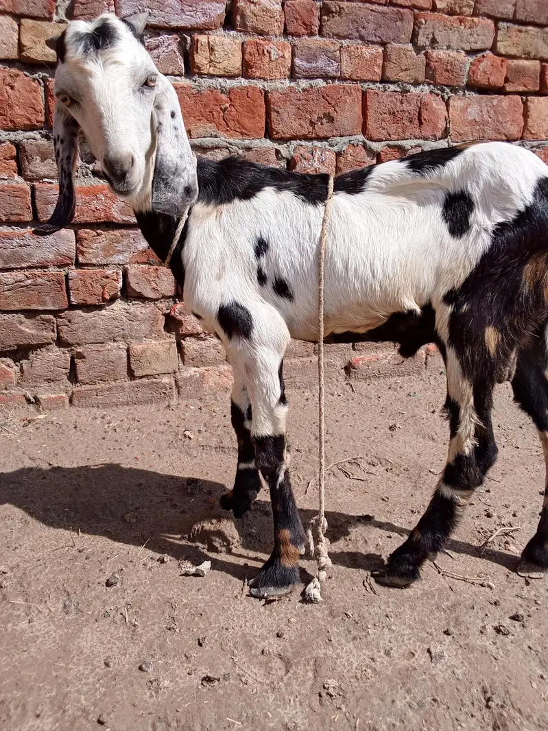 Dogla Bakra for sale — photo 2