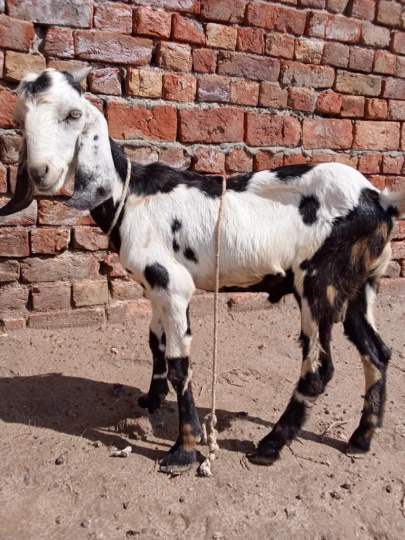 Dogla Bakra for sale — photo 3