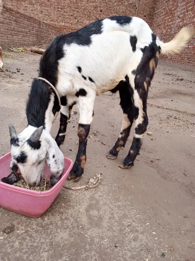 Dogla Bakra for sale — photo 4