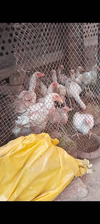 Aseel Female white Male White
