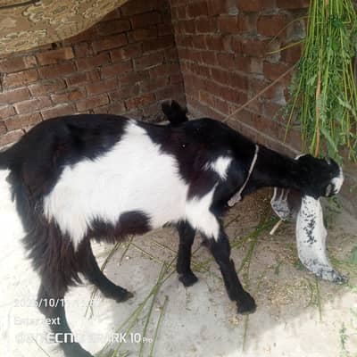 Pathi  healthy and active