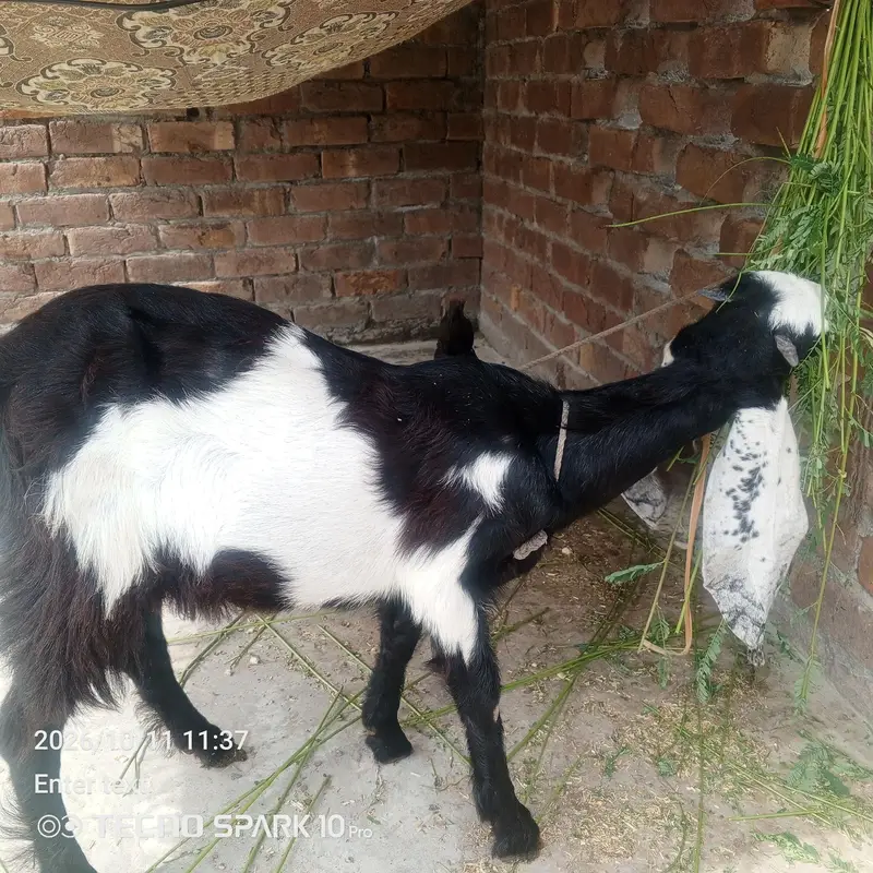 Pathi  healthy and active — photo 2