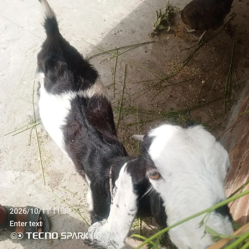 Pathi  healthy and active — photo 3