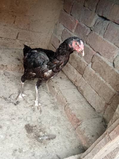Aseel mianwali female