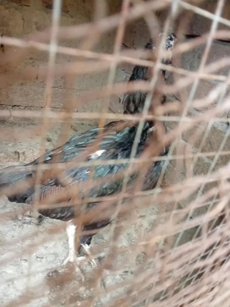 Aseel mianwali female — photo 2