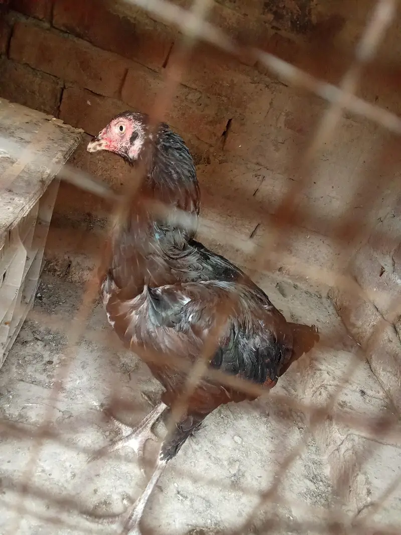 Aseel mianwali female — photo 3