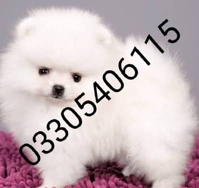 Pomeranian puppies 0330*540611*five