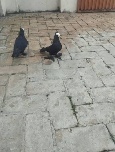 per pair 10k mukhi pair with chicks