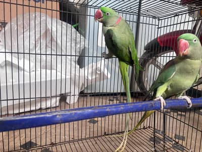 raw parrot pair