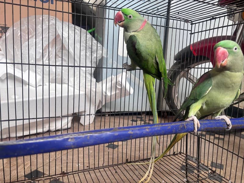 raw parrot pair 0