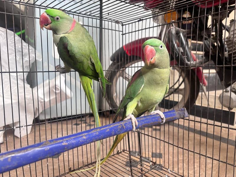 raw parrot pair 1