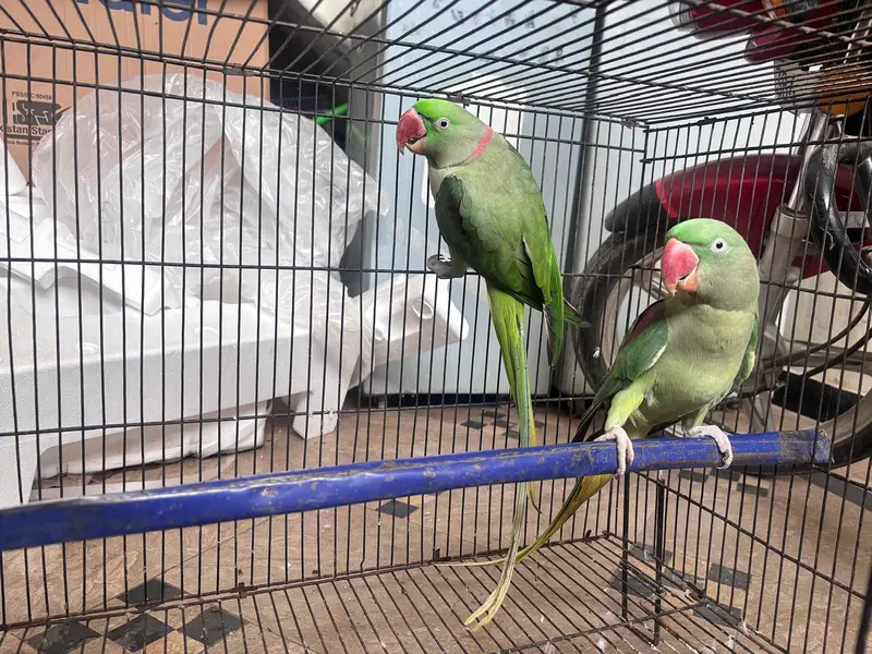 raw parrot pair — photo 3