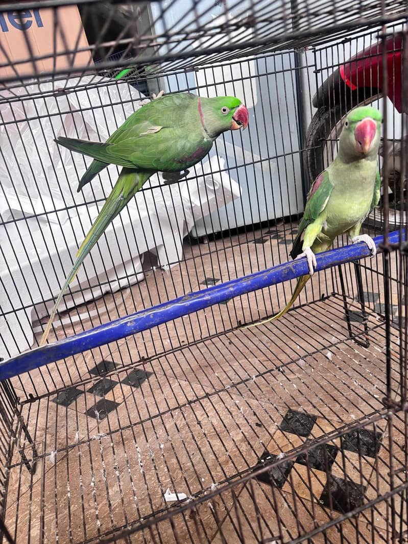 raw parrot pair 3