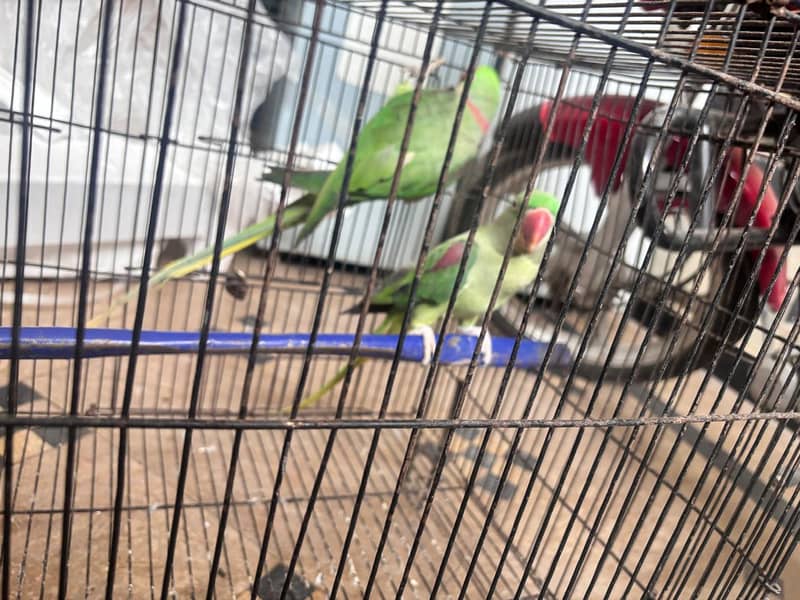 raw parrot pair 4