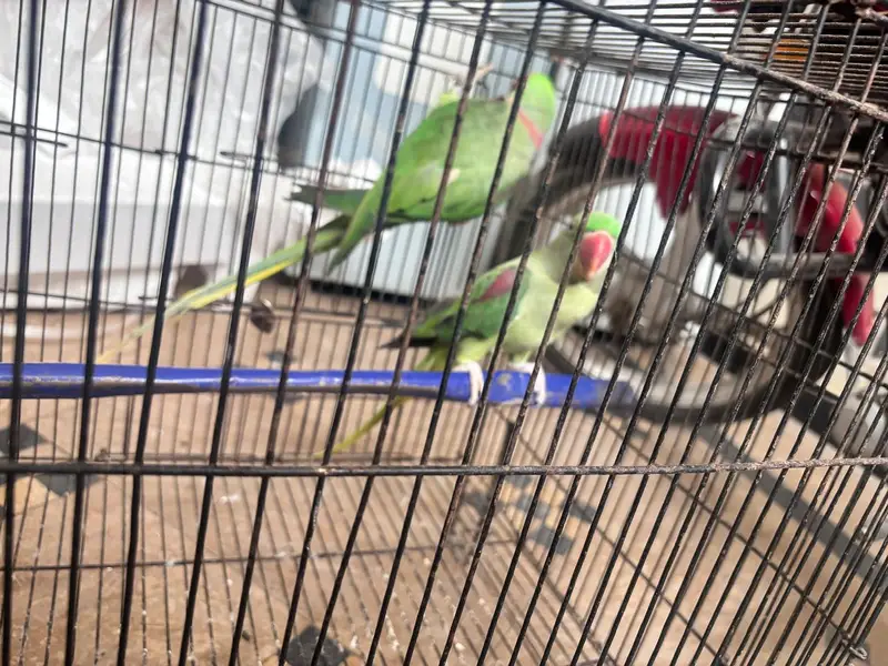 raw parrot pair — photo 5