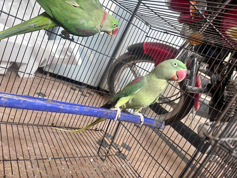 raw parrot pair 5