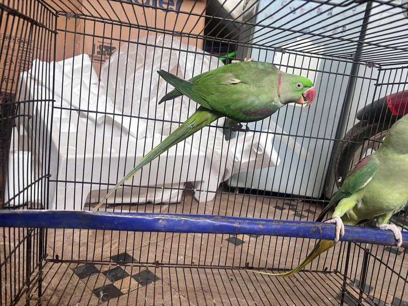 raw parrot pair 6