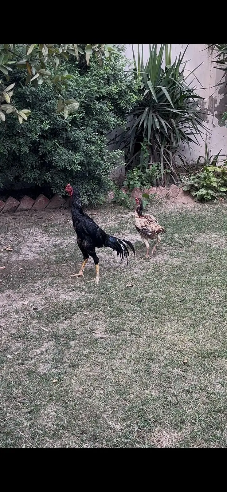 ASEEL SHAMO PAIR — photo 2
