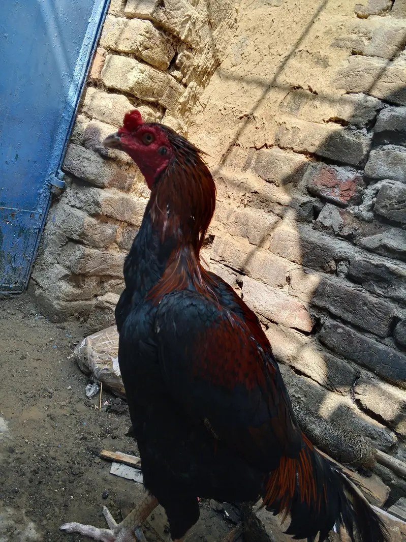 Aseel murga 2 year — photo 2