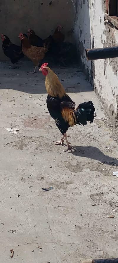 egg laying hens for sale
